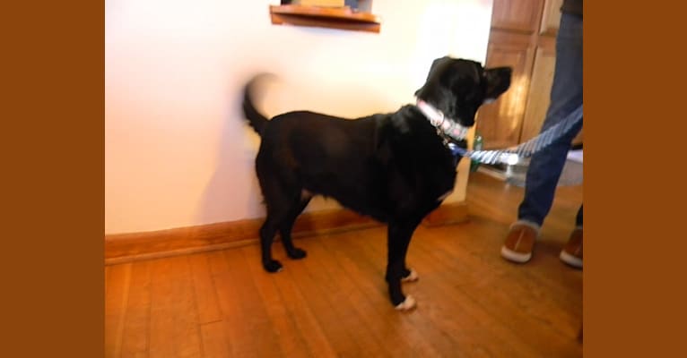 Sadie, a German Shepherd Dog and Boxer mix tested with EmbarkVet.com