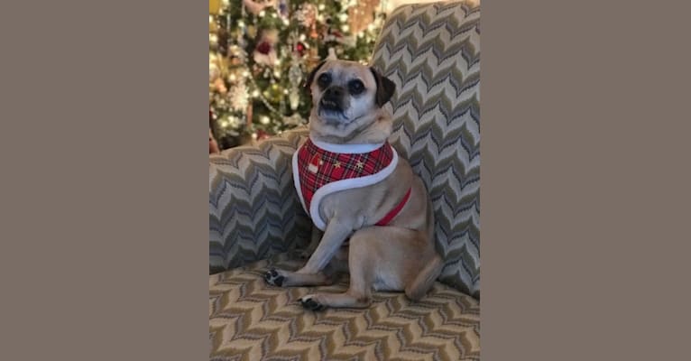 Zeus, a Pug and Rat Terrier mix tested with EmbarkVet.com