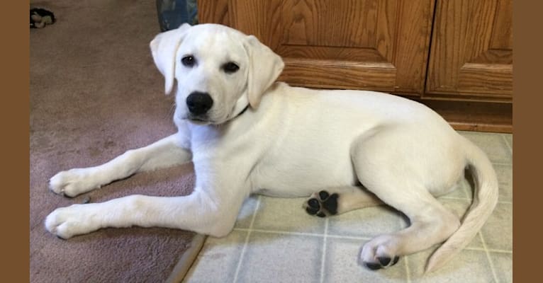 Blazer, a Labrador Retriever tested with EmbarkVet.com