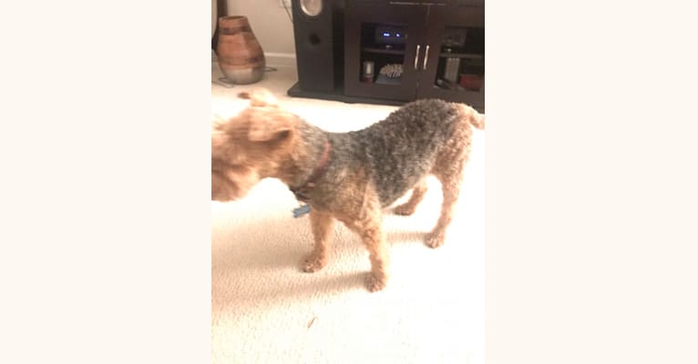 Teddy Bear, a Welsh Terrier tested with EmbarkVet.com