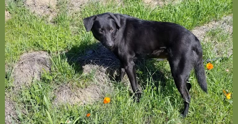 Cogsworth, a Formosan Mountain Dog tested with EmbarkVet.com