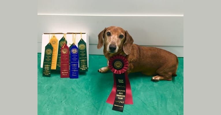 Jacob Levi, a Dachshund tested with EmbarkVet.com