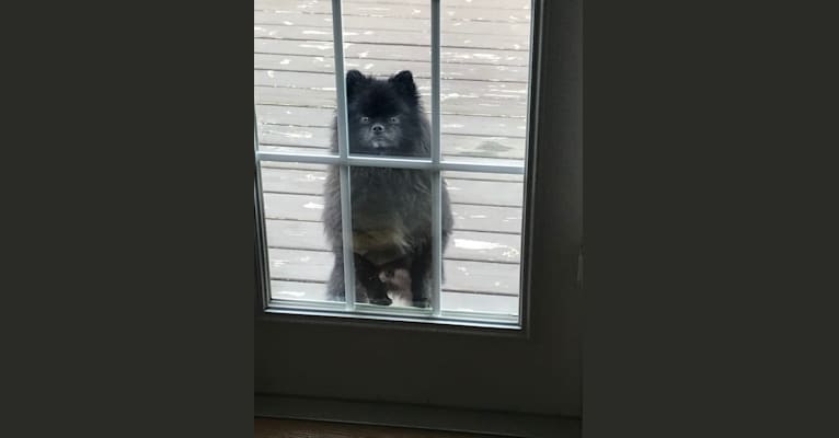 Marlin, a Pomeranian tested with EmbarkVet.com