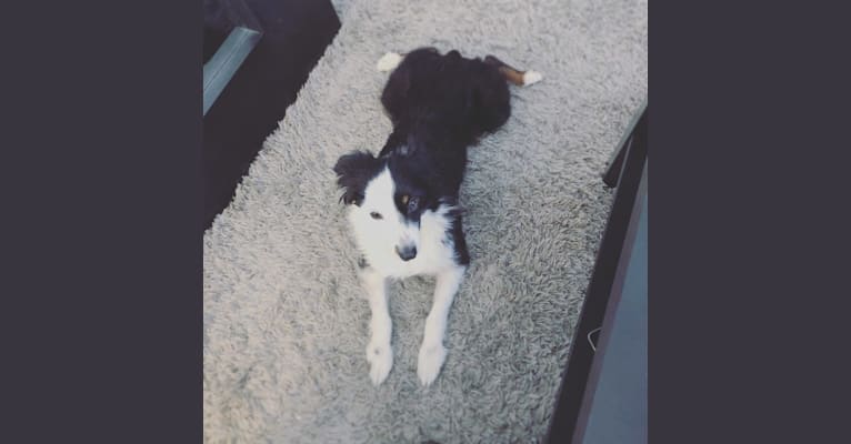 Cricket, an Australian Shepherd Group tested with EmbarkVet.com