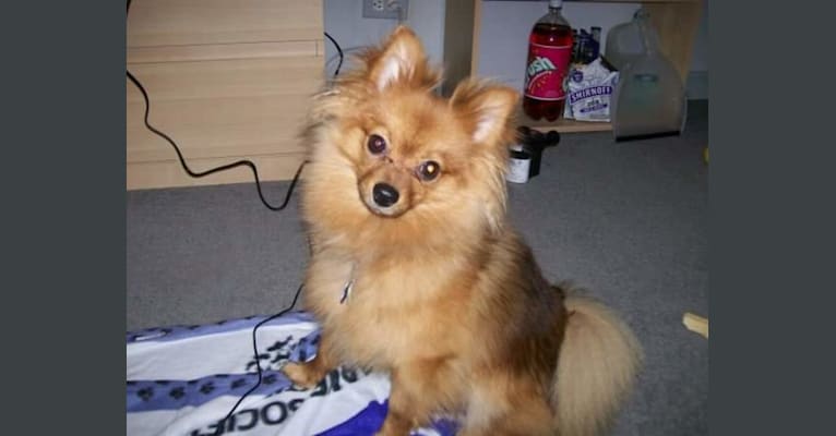 Zeke, a Pomeranian tested with EmbarkVet.com