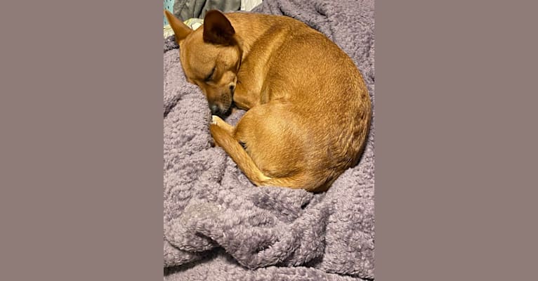 Photo of Scarlet, an Australian Cattle Dog, Chihuahua, American Pit Bull Terrier, and Mixed mix in Corona, California, USA