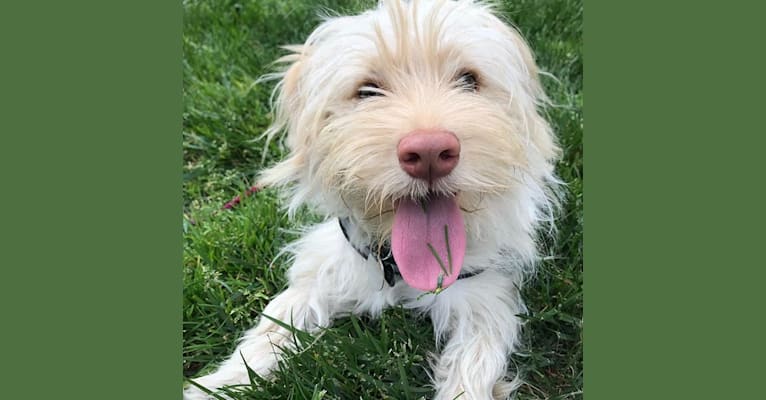 Photo of Murphy, a West Highland White Terrier, Shih Tzu, Dachshund, and Poodle (Small) mix in Montgomery, TX, USA