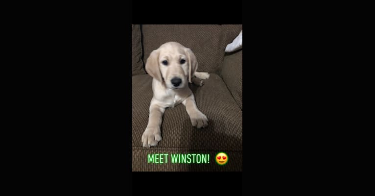 Winston, a Labradoodle tested with EmbarkVet.com