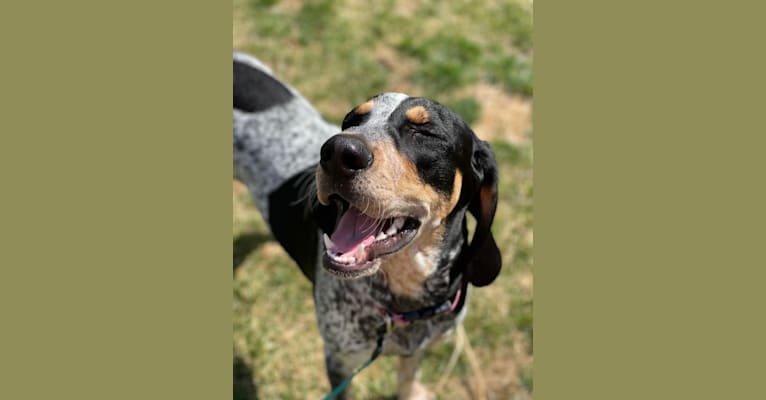 Photo of Bell, a Bluetick Coonhound  in Virginia, USA