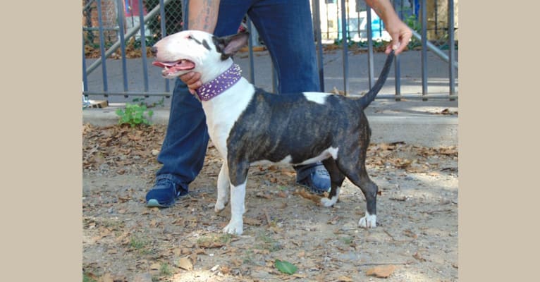 Nala, a Bull Terrier tested with EmbarkVet.com