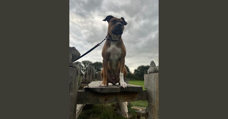 Cali, an American Pit Bull Terrier and American Bulldog mix tested with EmbarkVet.com