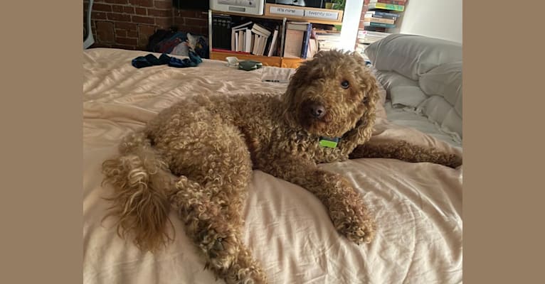 Walter, a Labradoodle (4.6% unresolved) tested with EmbarkVet.com