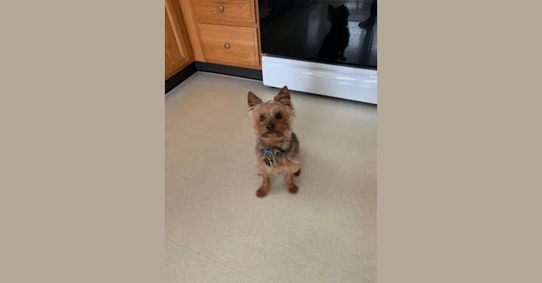 Photo of Chewie, a Yorkshire Terrier  in Los Angeles, California, USA