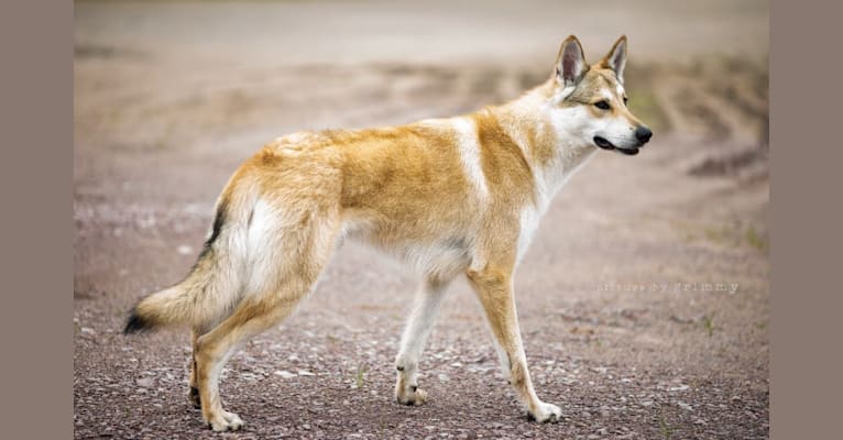 Nando, a Saarloos Wolfdog and Czechoslovakian Vlcak mix tested with EmbarkVet.com