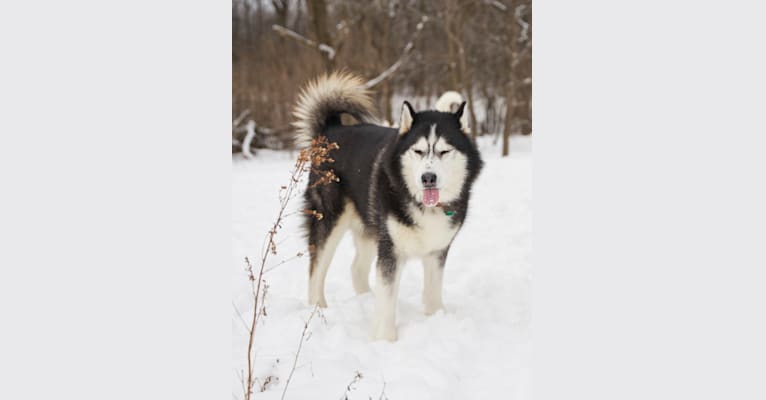 Photo of Loki, a Siberian Husky  in St Cloud, Minnesota, USA