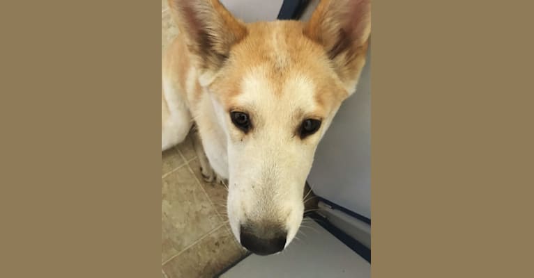 Chai, a Siberian Husky and Shetland Sheepdog mix tested with EmbarkVet.com