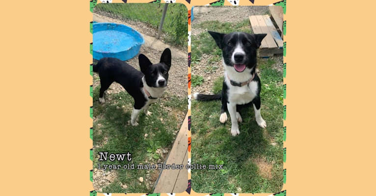 Photo of Newt, an Australian Cattle Dog, Border Collie, Chihuahua, and Beagle mix in Mt Airy, North Carolina, USA