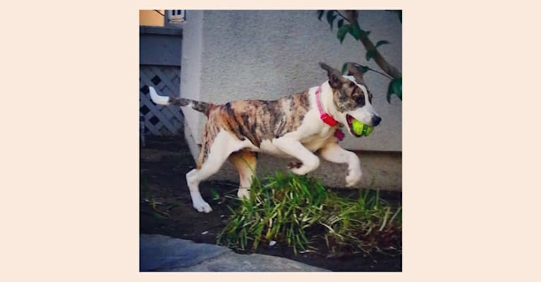 Photo of Maeby, an American Pit Bull Terrier, Chow Chow, German Shepherd Dog, and Mixed mix in Los Angeles, California, USA