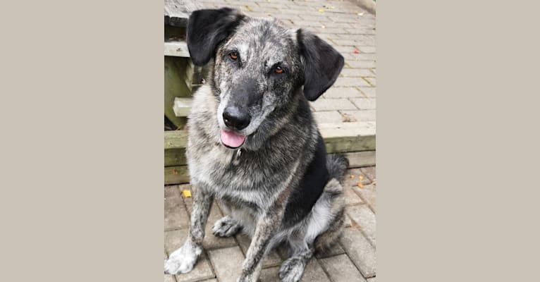 Achille, a German Shepherd Dog and Golden Retriever mix tested with EmbarkVet.com