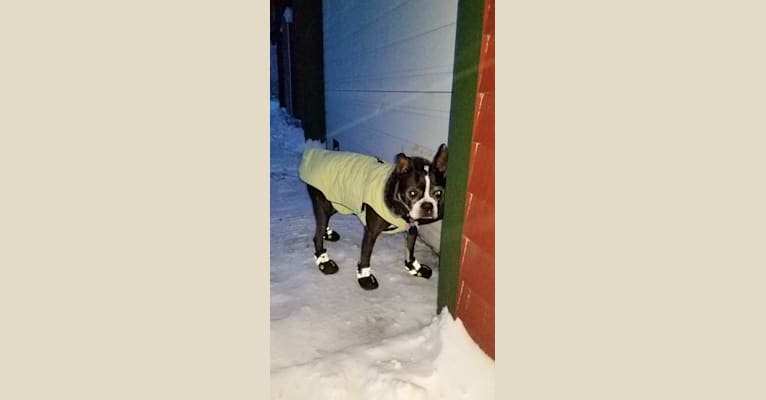 Princess Leia, a Boston Terrier tested with EmbarkVet.com