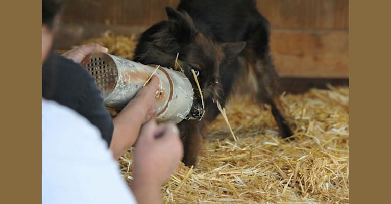 Nala, a Border Collie and Australian Cattle Dog mix tested with EmbarkVet.com