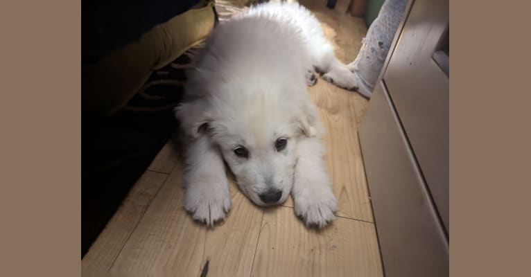 Valiant, a Great Pyrenees tested with EmbarkVet.com