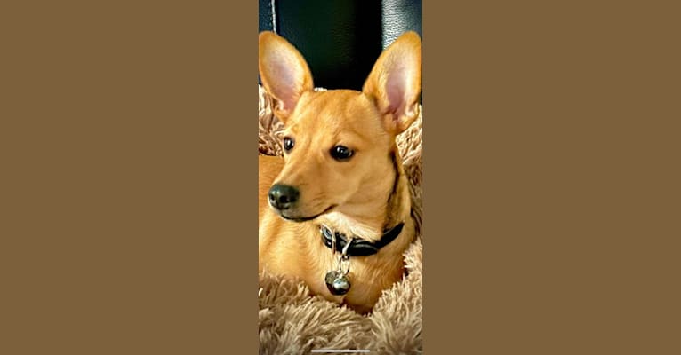 Alexa (Lexi) Isabella, a Chihuahua and Rat Terrier mix tested with EmbarkVet.com