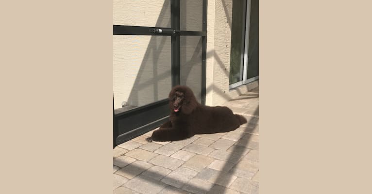 Amber, a Poodle (Standard) tested with EmbarkVet.com