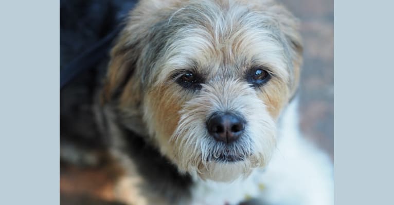 Rat terrier lhasa apso mix hot sale
