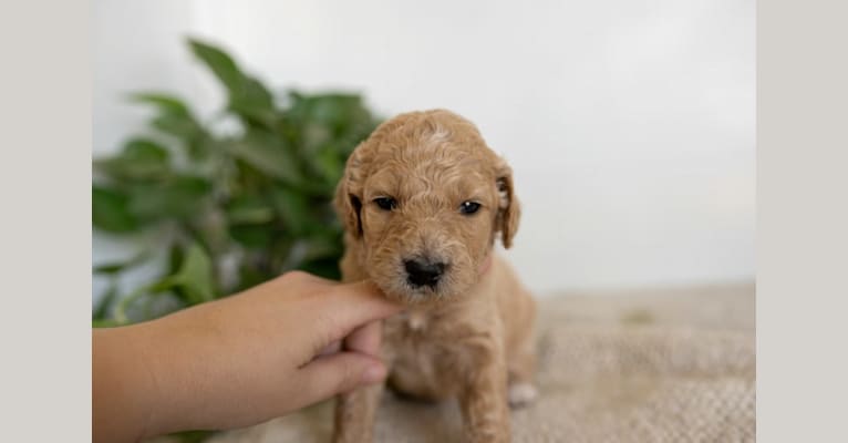 Lexi, a Goldendoodle tested with EmbarkVet.com