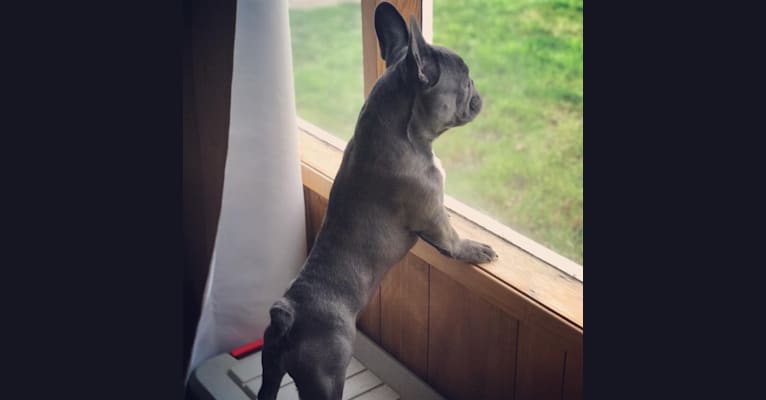 Gianna, a French Bulldog tested with EmbarkVet.com