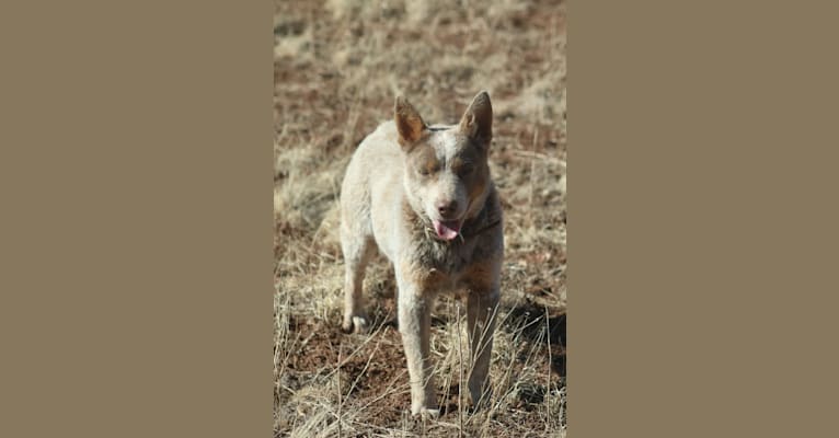 Raya, an Australian Cattle Dog tested with EmbarkVet.com