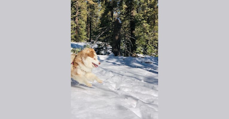 Maizy, a Siberian Husky and Alaskan Malamute mix tested with EmbarkVet.com