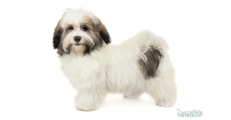Photo of Liam, a Havanese  in Linwood, KS, USA