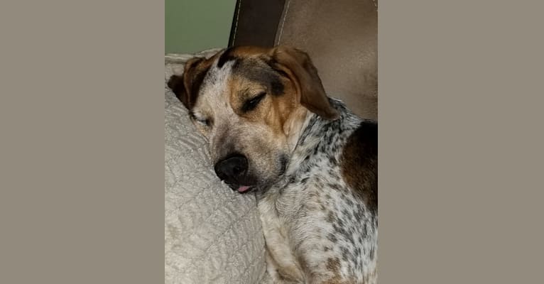 Blue tick hound shepherd mix hot sale
