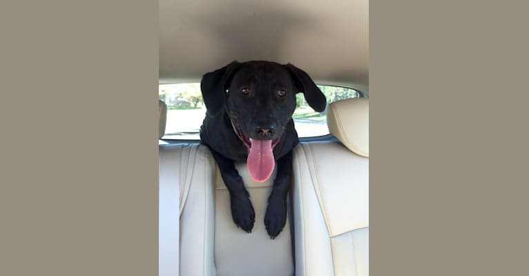 Atticus, a Labrador Retriever and Boxer mix tested with EmbarkVet.com