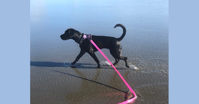Daisy Jane, a Labrador Retriever and Boxer mix tested with EmbarkVet.com