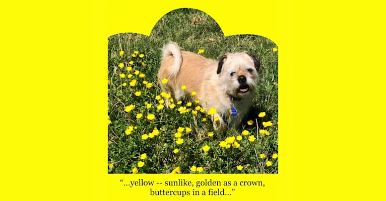 Winston, a Pugapoo tested with EmbarkVet.com