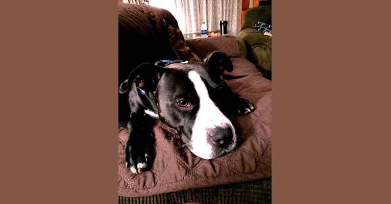 Photo of Jessie, an American Pit Bull Terrier and American Staffordshire Terrier mix in Kennesaw, Georgia, USA