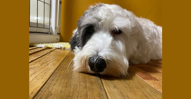 Photo of Besunny, a Sealyham Terrier  in Aichi, Japan