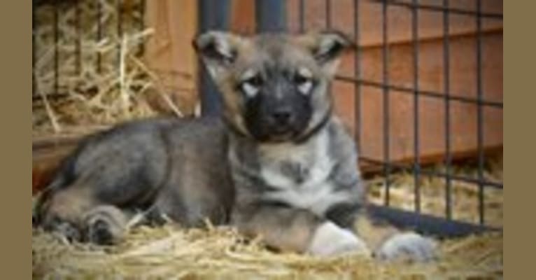 Audrey, an Alaskan Malamute and German Shepherd Dog mix tested with EmbarkVet.com