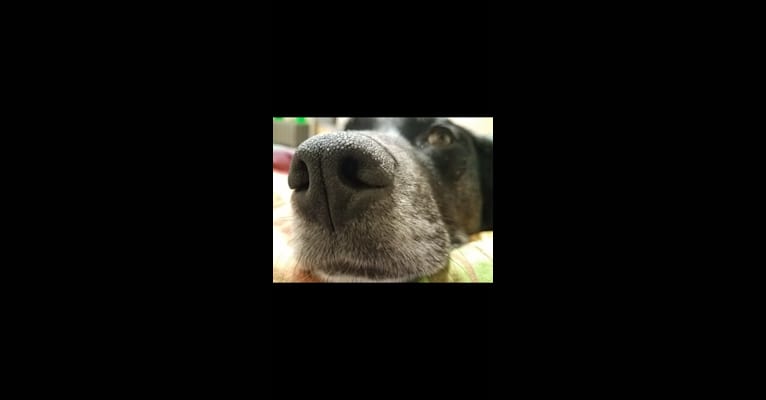 Photo of Gerdy, a Rottweiler, Australian Shepherd, American Pit Bull Terrier, and German Shepherd Dog mix in Lindstrom, Minnesota, USA
