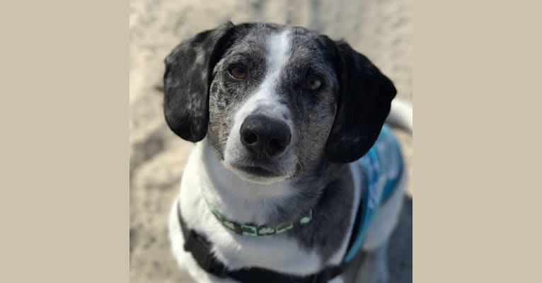 Annabelle, a Beagle and Australian Shepherd mix tested with EmbarkVet.com