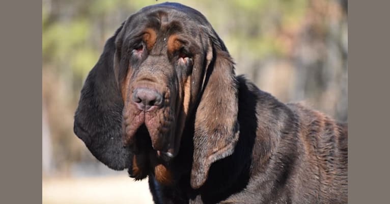 Moose, a Bloodhound tested with EmbarkVet.com