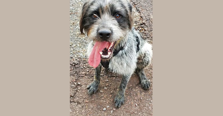 Muttley, a Labrador Retriever and German Shepherd Dog mix tested with EmbarkVet.com