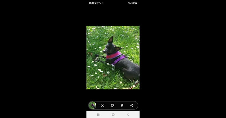 Photo of Bella, a Toy Fox Terrier and Silky Terrier mix in Lake Stevens, WA, USA