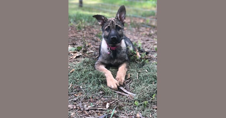 Photo of Kaia Rose, a German Shepherd Dog and American Pit Bull Terrier mix in Conyers, Georgia, USA