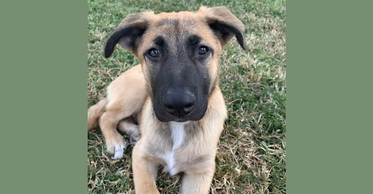 Knox, a German Shepherd Dog and Great Pyrenees mix tested with EmbarkVet.com