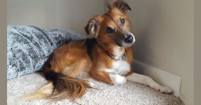 Sheltie terrier mix top