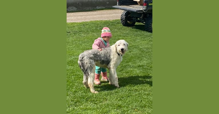 Photo of Clyde, an Old English Sheepdog  in Wauseon, Ohio, USA
